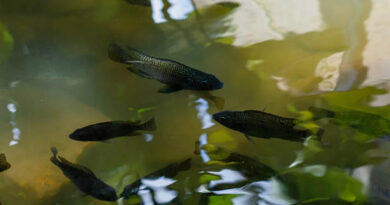 रायपुर: प्रधानमंत्री मत्स्य सम्पदा योजना से लिखमनिया बाई बनीं आत्मनिर्भर, 2 टन मछली बेचकर कमाए 1 लाख रुपए  