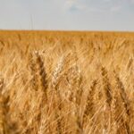 एक लाख 81 हजार से अधिक किसानों ने समर्थन मूल्य पर गेहूं उपार्जन के लिये कराया पंजीयन : मंत्री राजपूत