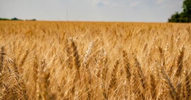 एक लाख 81 हजार से अधिक किसानों ने समर्थन मूल्य पर गेहूं उपार्जन के लिये कराया पंजीयन : मंत्री राजपूत