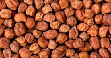 मध्य प्रदेश: चना-मसूर उपार्जन के लिए 20 फरवरी से पंजीयन शुरू, किसान ऐसे करें आवेदन  