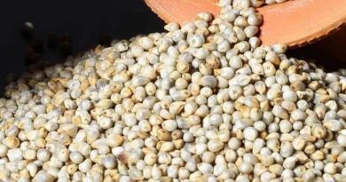 छिंदवाड़ा में मिलेट्स मेला 26 से 28 फरवरी तक, तैयारियों को लेकर बैठक आयोजित