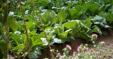 किसानों के लिए जरूरी खबर: 15 मार्च तक इन ग्रीष्मकालीन सब्जियों की करें बुवाई, मिलेगा बेहतर उत्पादन  