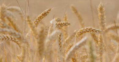 Wheat Mandi Rate: मध्यप्रदेश में 2681 रुपये क्विंटल तक बिका गेहूं , देखिए 22 फरवरी के ताजा मंडी रेट    
