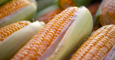 MP Maize Rate: मध्यप्रदेश में रविवार को 1300 से 1560 रुपए क्विंटल बिकी मक्का, देखें 22 फरवरी के ताजा भाव  