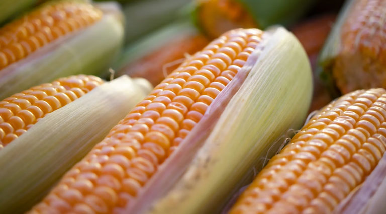 MP Maize Rate: मध्यप्रदेश में रविवार को 1300 से 1560 रुपए क्विंटल बिकी मक्का, देखें 22 फरवरी के ताजा भाव