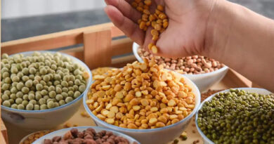 7 फरवरी को सीहोर में राष्ट्रीय दलहन कॉन्फ्रेंस, देशव्यापी दाल उत्पादन का रोडमैप होगा तैयार