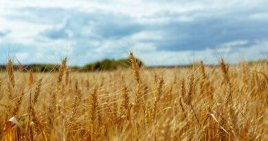 गेहूँ मंडी रेट (20 फरवरी 2026)