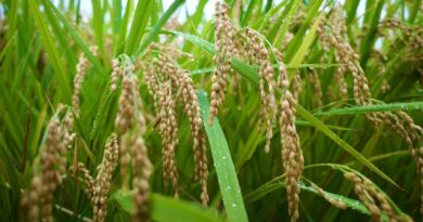 धान मंडी रेट (20 फरवरी 2026)