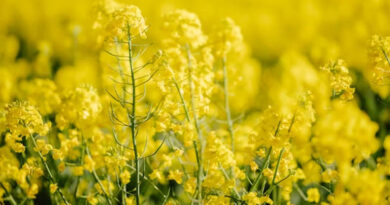 मध्य प्रदेश में 3,872 से 6,790 रुपये प्रति क्विंटल तक बिका सरसों, देखिए 23 फरवरी के ताजा भाव  