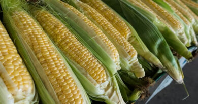 MP Maize Mandi Rate: मध्य प्रदेश की मंडियों में मक्का के भाव 1,275 से 1,760 रुपये तक पहुंचे,  देखें 23 फरवरी के ताजा रेट  