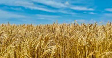 उत्तर प्रदेश की मंडियों में 2,300 से 3,050 रुपये क्विंटल बिका गेहूं, जानिए 23 फरवरी के ताजा भाव उत्तर प्रदेश की मंडियों में 2,300 से 3,050 रुपये क्विंटल बिका गेहूं, जानिए 23 फरवरी के ताजा भाव