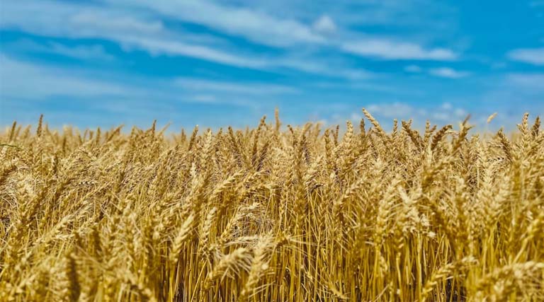 उत्तर प्रदेश की मंडियों में 2,300 से 3,050 रुपये क्विंटल बिका गेहूं, जानिए 23 फरवरी के ताजा भाव