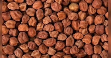 नरसिंहपुर: चना और मसूर की उपज बेचने के लिए पंजीयन 16 मार्च तक