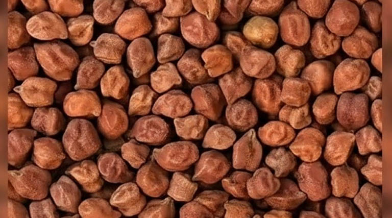 नरसिंहपुर: चना और मसूर की उपज बेचने के लिए पंजीयन 16 मार्च तक