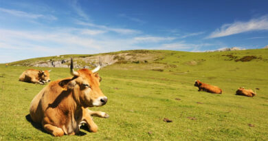 मंगला पशु बीमा योजना मृत पशुओं के बीमा क्लेम भुगतान की प्रक्रिया तेजी से चल रही मंगला पशु बीमा योजना मृत पशुओं के बीमा क्लेम भुगतान की प्रक्रिया तेजी से चल रही