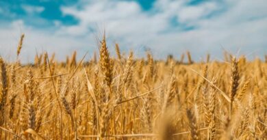 उत्तर प्रदेश की मंडियों में 2,350 से 2,580 रुपये क्विंटल बिका गेहूं, जानिए 25 फरवरी के ताजा भाव  