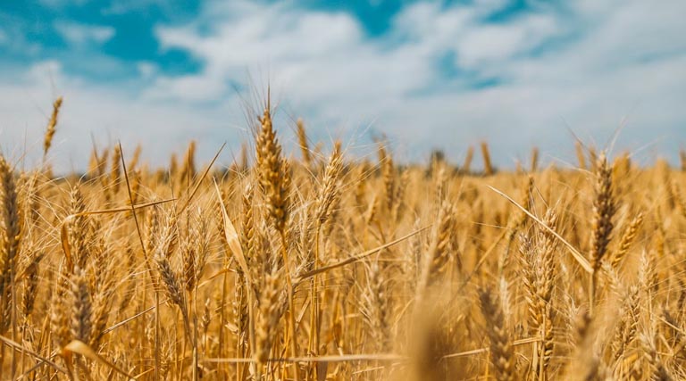 उत्तर प्रदेश की मंडियों में 2,350 से 2,580 रुपये क्विंटल बिका गेहूं, जानिए 25 फरवरी के ताजा भाव  