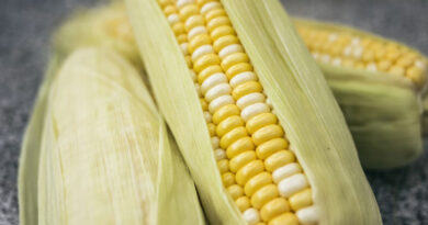 मध्यप्रदेश में आज 1,190 से 1,706 रु./क्विंटल बिकी मक्का, जानिए 25 फरवरी के ताजा भाव