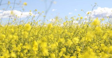 राजस्थान में 4,500 से 6,951 रु./क्विंटल तक बिकी सरसों, जानिए 25 फरवरी के ताजा मंडी रेट राजस्थान में 4,500 से 6,951 रु./क्विंटल तक बिकी सरसों, जानिए 25 फरवरी के ताजा मंडी रेट