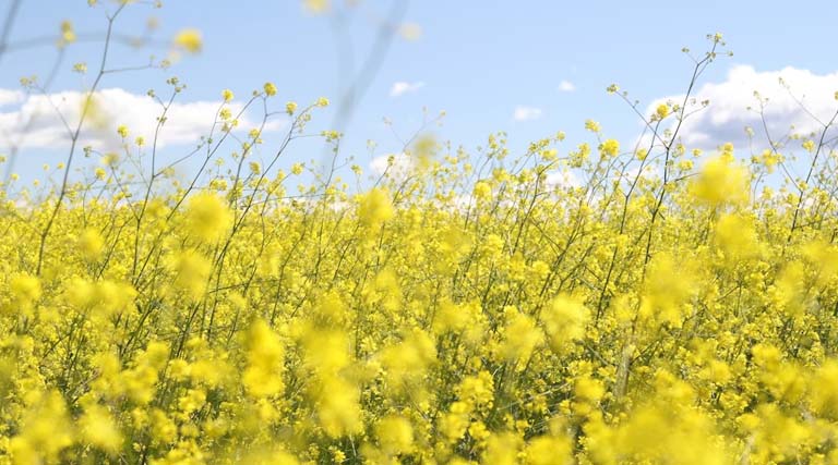 राजस्थान में 4,500 से 6,951 रु./क्विंटल तक बिकी सरसों, जानिए 25 फरवरी के ताजा मंडी रेट