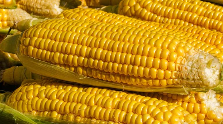 मध्यप्रदेश में 1,250 से 1,805 रु प्रति क्विंटल बिकी मक्का, देखें 26 फरवरी के ताजा भाव