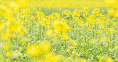 Mustard Mandi Rate: राजस्थान में 6,500 रु/क्विंटल तक बिकी सरसों, देखिए 26 फरवरी के ताजा सरसों रेट    