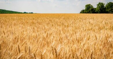 उत्तर प्रदेश में 2,225 से 2,585 रु प्रति क्विंटल बिका गेहूं, देखिए 26 फरवरी के ताजा भाव  