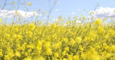 छिंदवाड़ा : चालू रबी वर्ष में सरसों पंजीयन 26 फरवरी से 20 मार्च तक