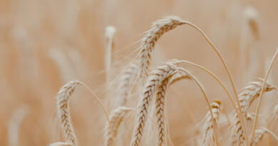 4 लाख 42 हजार से अधिक किसानों ने गेहूं उपार्जन के लिये कराया पंजीयन- खाद्य मंत्री