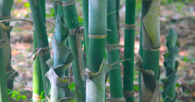 बिहार में बांस की खेती अब किसानों के लिए फायदे का सौदा