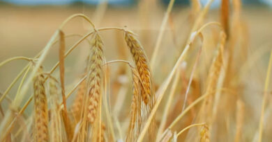 गेहूँ उपार्जन के लिये अब तक 4 लाख 42 हजार 288 किसानों ने पंजीयन कराया