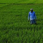 एमपी में किसानों से जुड़ी पांच योजनाओं को अब 2031 तक जारी रखा जाएगा