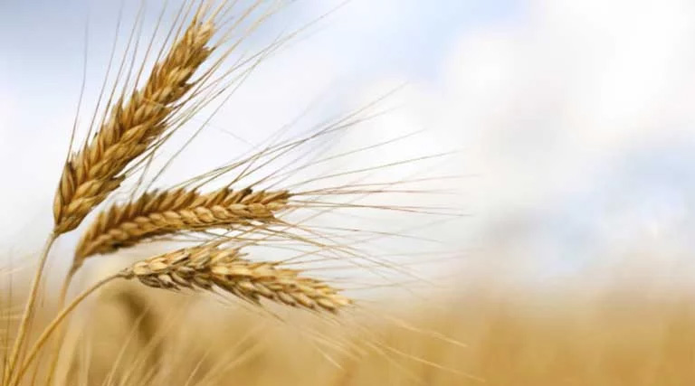 न्यूनतम समर्थन मूल्य पर गेहूं की खरीद 10 मार्च से शुरू