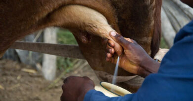 20 टिप्स अपनाकर बढ़ाया जा सकता है दूध का उत्पादन