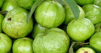 भोपाल हाइब्रिड अमरूद का बना नया हब, 5 साल में 70 प्रतिशत तक बढ़ी पैदावर