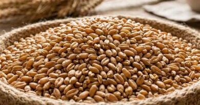 मध्यप्रदेश: सीहोर में अमानक गेहूं बीज बेचने पर 4 बीज विक्रेताओं के लाइसेंस निलंबित