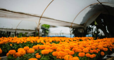 धान-गेहूं छोड़ एमपी के किसान ने अपनाई फूलों की खेती, अब हर महीने कर रहे 3 लाख तक की कमाई