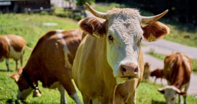 खंडवा जिले में सहायक पशु चिकित्सा अधिकारी निलंबित