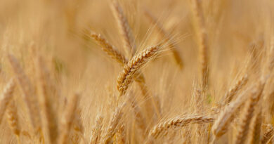 गेहूं, चना, मसूर एवं सरसों के पंजीयन कराएं किसान- उप संचालक कृषि छिंदवाड़ा