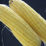 MP Maize Mandi Rate: मध्यप्रदेश में ₹1685 प्रति क्विंटल तक बिकी मक्का, देखिए 28 फरवरी के ताजा भाव  