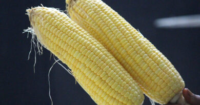 MP Maize Mandi Rate: मध्यप्रदेश में ₹1685 प्रति क्विंटल तक बिकी मक्का, देखिए 28 फरवरी के ताजा भाव  