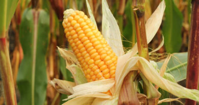 वसंत ऋतु में मक्का की खेती किसानों के लिए किसी वरदान से कम नहीं