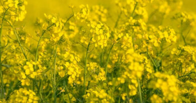 सरसों में किसान को माहू का प्रकोप रोकने के लिए मध्यप्रदेश कृषि विभाग ने दी सलाह सरसों में किसान को माहू का प्रकोप रोकने के लिए मध्यप्रदेश कृषि विभाग ने दी सलाह