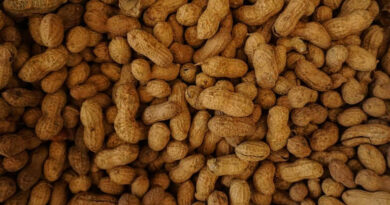 किसानों के लिए जरूरी सूचना: जायद में मूंगफली व उड़द की खेती से मिलेगा ज्यादा फायदा, मध्यप्रदेश कृषि विभाग ने जारी की सलाह   