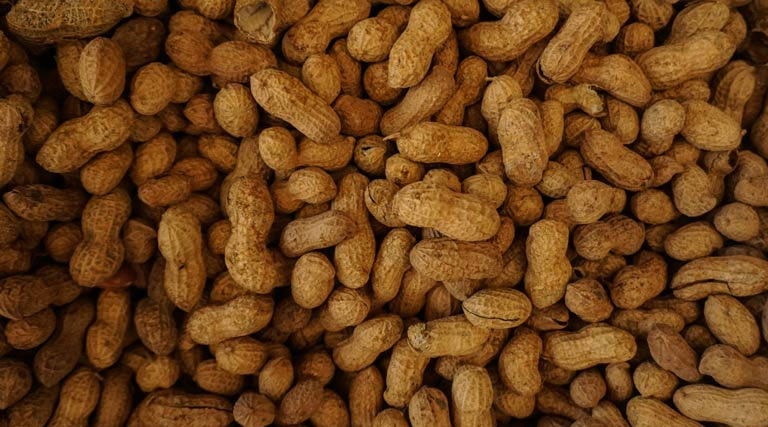 किसानों के लिए जरूरी सूचना: जायद में मूंगफली व उड़द की खेती से मिलेगा ज्यादा फायदा, मध्यप्रदेश कृषि विभाग ने जारी की सलाह