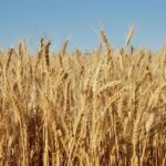 मध्यप्रदेश में आज ₹2,155 से ₹2,830 प्रति क्विंटल तक बिका गेंहू, देखिए 5 फरवरी के ताजा मंडी रेट 