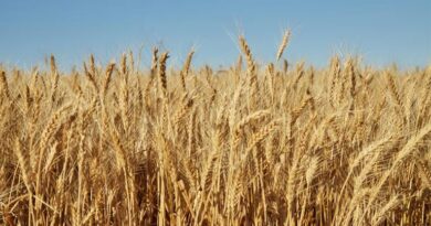 मध्यप्रदेश में आज ₹2,155 से ₹2,830 प्रति क्विंटल तक बिका गेंहू, देखिए 5 फरवरी के ताजा मंडी रेट 