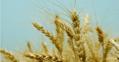 मध्यप्रदेश में 7 फरवरी से समर्थन मूल्य पर गेहूं खरीदी का पंजीयन होगा शुरू, किसानों को 2585 रुपये क्विंटल मिलेगा दाम