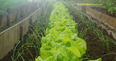 बागवानी किसानों के लिए सुनहरा मौका: पैक हाउस और कोल्ड स्टोरेज पर मिलेगी 50% तक भारी सब्सिडी, ऐसे करें आवेदन बागवानी किसानों के लिए सुनहरा मौका: पैक हाउस और कोल्ड स्टोरेज पर मिलेगी 50% तक भारी सब्सिडी, ऐसे करें आवेदन