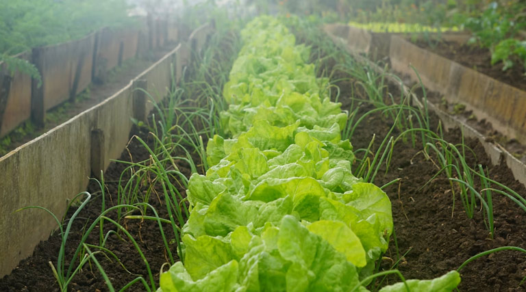 बागवानी किसानों के लिए सुनहरा मौका: पैक हाउस और कोल्ड स्टोरेज पर मिलेगी 50% तक भारी सब्सिडी, ऐसे करें आवेदन  